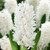 Hyacinth Bedding Collection