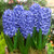 Hyacinth Bedding Collection