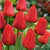 Tulip Darwin Collection