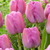 Tulip Darwin Collection