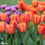 Tulip Darwin Collection