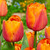 Triumph Tulips Collection