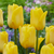 Triumph Tulips Collection