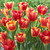 Tulip Colour Mystic/Hot Pants Collection