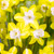 Narcissus Jonquilla Collection