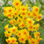 Narcissus Jonquilla Collection