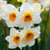 Narcissus Jonquilla Collection