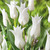 Tulip Fluted Bargain Collection (Saver Sized Bulbs)