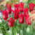 Tulip Fluted Bargain Collection (Saver Sized Bulbs)
