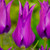 Tulip Fluted Bargain Collection (Saver Sized Bulbs)