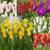 Tulip Fluted Bargain Collection (Saver Sized Bulbs)