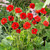 Geum Hardy Collection
