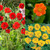 Geum Hardy Collection