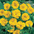 Geum Hardy Collection