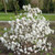 Magnolia Stellata Collection