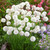 Armeria White/Pink Collection