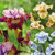 Iris sibirica 'Rare Collection'