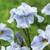 Iris sibirica 'Rare Collection'
