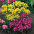 Small Flowering Allium Collection