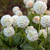 Primula Denticulata Collection