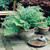 Athyrium Collection (Exotic Ferns)