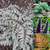 Athyrium Collection (Exotic Ferns)