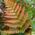 Athyrium Collection (Exotic Ferns)