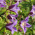 Clematis Royal Collection
