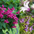Clematis Royal Collection
