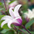 Clematis Royal Collection