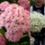 Hydrangea Annabelle Collection