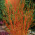 Cornus Collection (Dogwood)