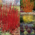 Cornus Collection (Dogwood)