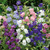 Campanula Medium Collection