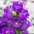 Campanula Medium Collection