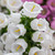 Campanula Medium Collection