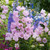 Campanula Medium Collection