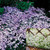 Gypsophila repens Collection