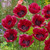 Papaver Unusual Collection