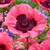 Papaver Unusual Collection