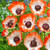 Papaver Unusual Collection
