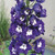 Delphinium Magic Fountains Collection