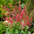 Heuchera Collection (5cm Module)