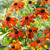 Rudbeckia Prairie Collection