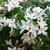 Daphne Super Fragrant Collection