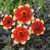 Dahlia Happy Days Collection (Pack 5/Pack 10)