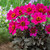 Dahlia Happy Days Collection (Pack 5/Pack 10)