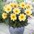 Dahlia Happy Days Collection (Pack 5/Pack 10)