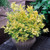 Dwarf Flowering Shrub Collection