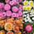 Argyranthemum aramis Collection